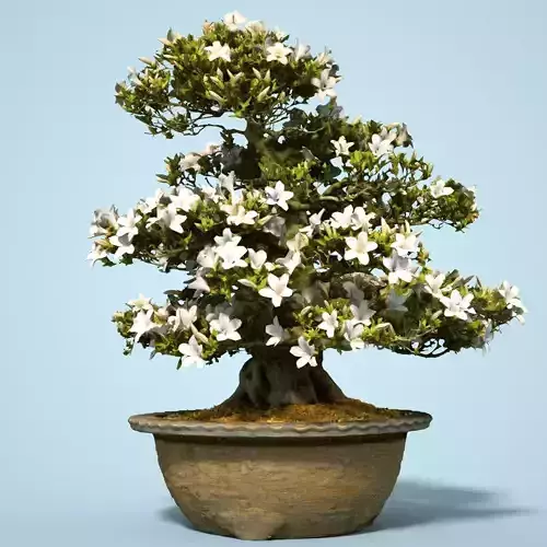 Satsuki Bonsai Tree Blossom 4