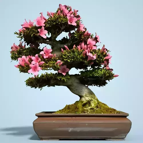 Satsuki Bonsai Tree Blossom 5