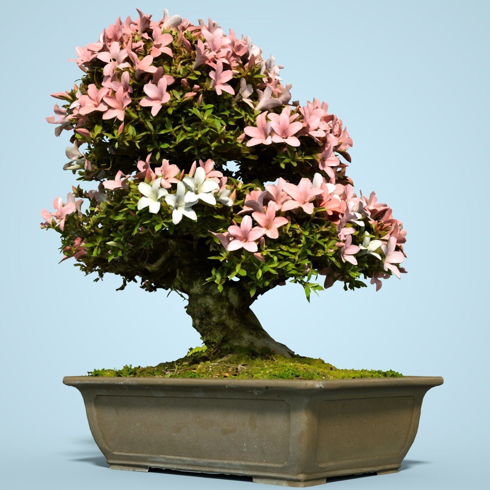 Satsuki Bonsai Tree Blossom 6 Low-poly 3D model_1