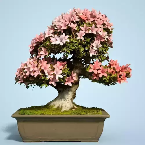 Satsuki Bonsai Tree Blossom 6