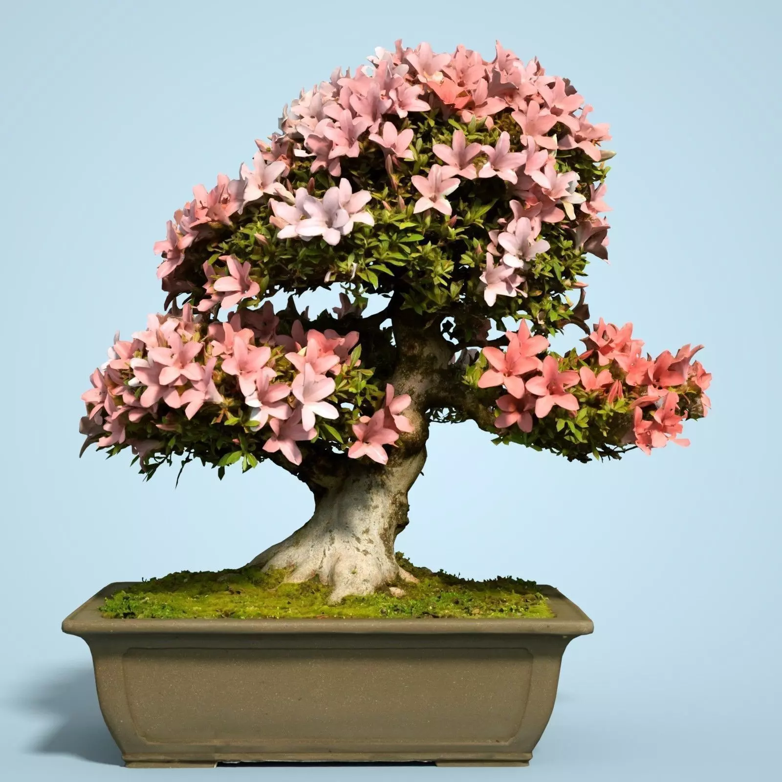 Satsuki Bonsai Tree Blossom 6 Low-poly 3D model_0