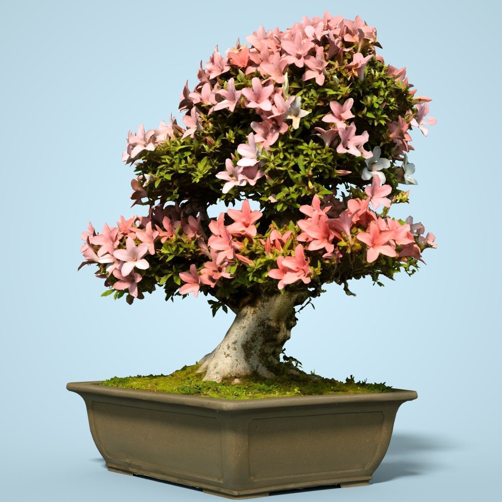 Satsuki Bonsai Tree Blossom 6 Low-poly 3D model_2