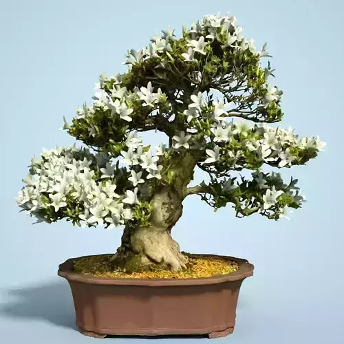 Satsuki Bonsai Tree Blossom 7