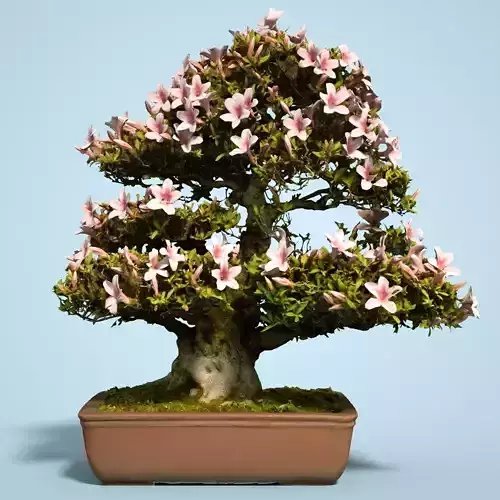 Satsuki Bonsai Tree Blossom