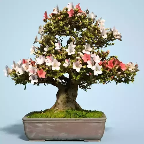 Satsuki Bonsai Tree Blossom 9