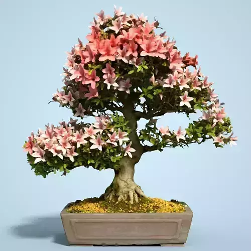 Satsuki Bonsai Tree Blossom 10