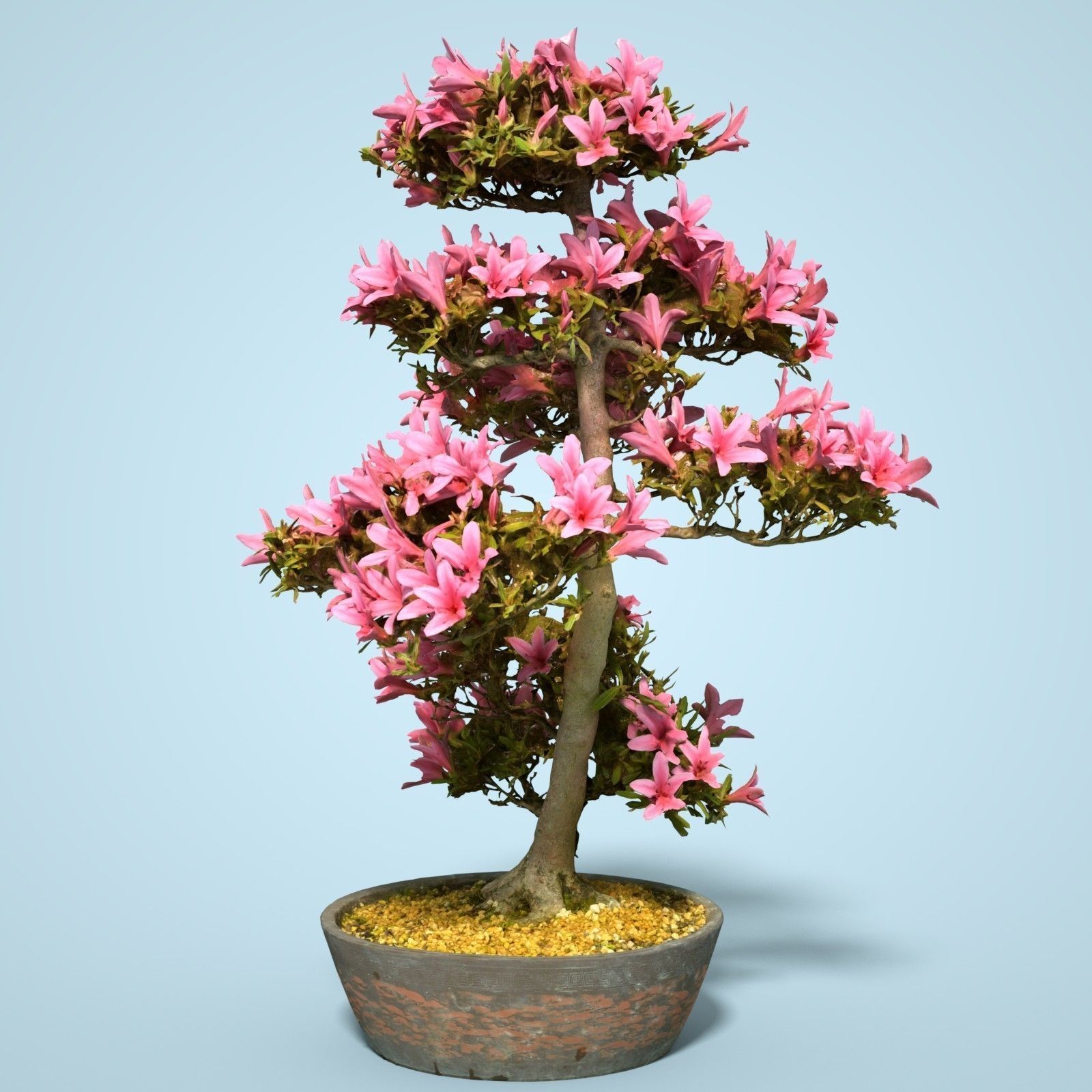 Satsuki Bonsai Tree Blossom 11 Low-poly 3D model_2
