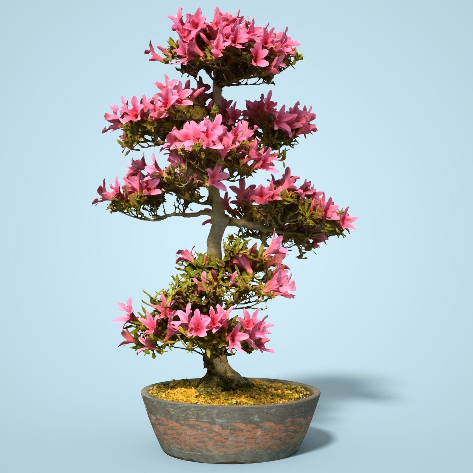 Satsuki Bonsai Tree Blossom 11 Low-poly 3D model_1