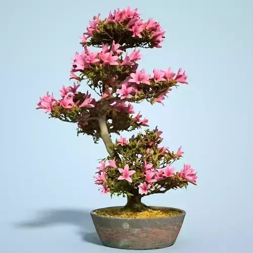 Satsuki Bonsai Tree Blossom 11