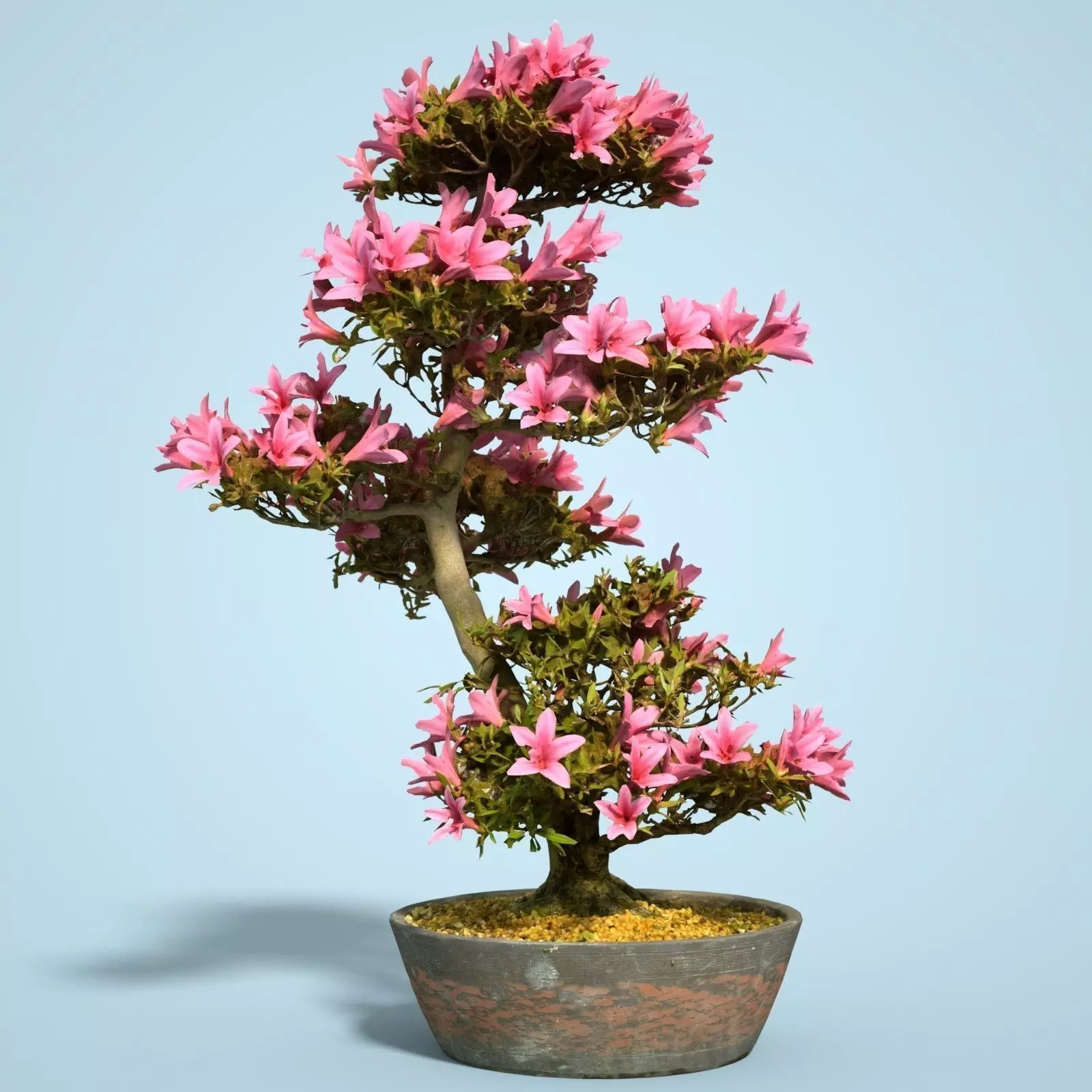 Satsuki Bonsai Tree Blossom 11 Low-poly 3D model_0
