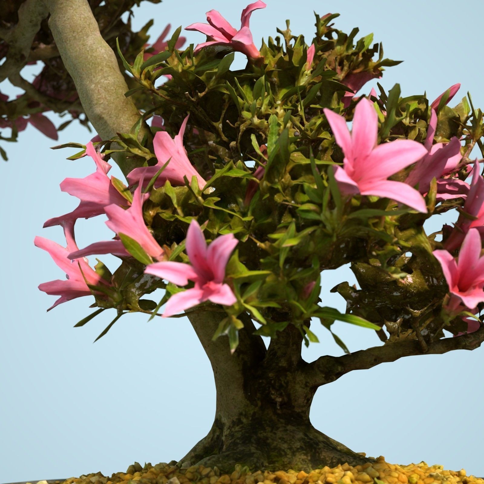 Satsuki Bonsai Tree Blossom 11 Low-poly 3D model_3