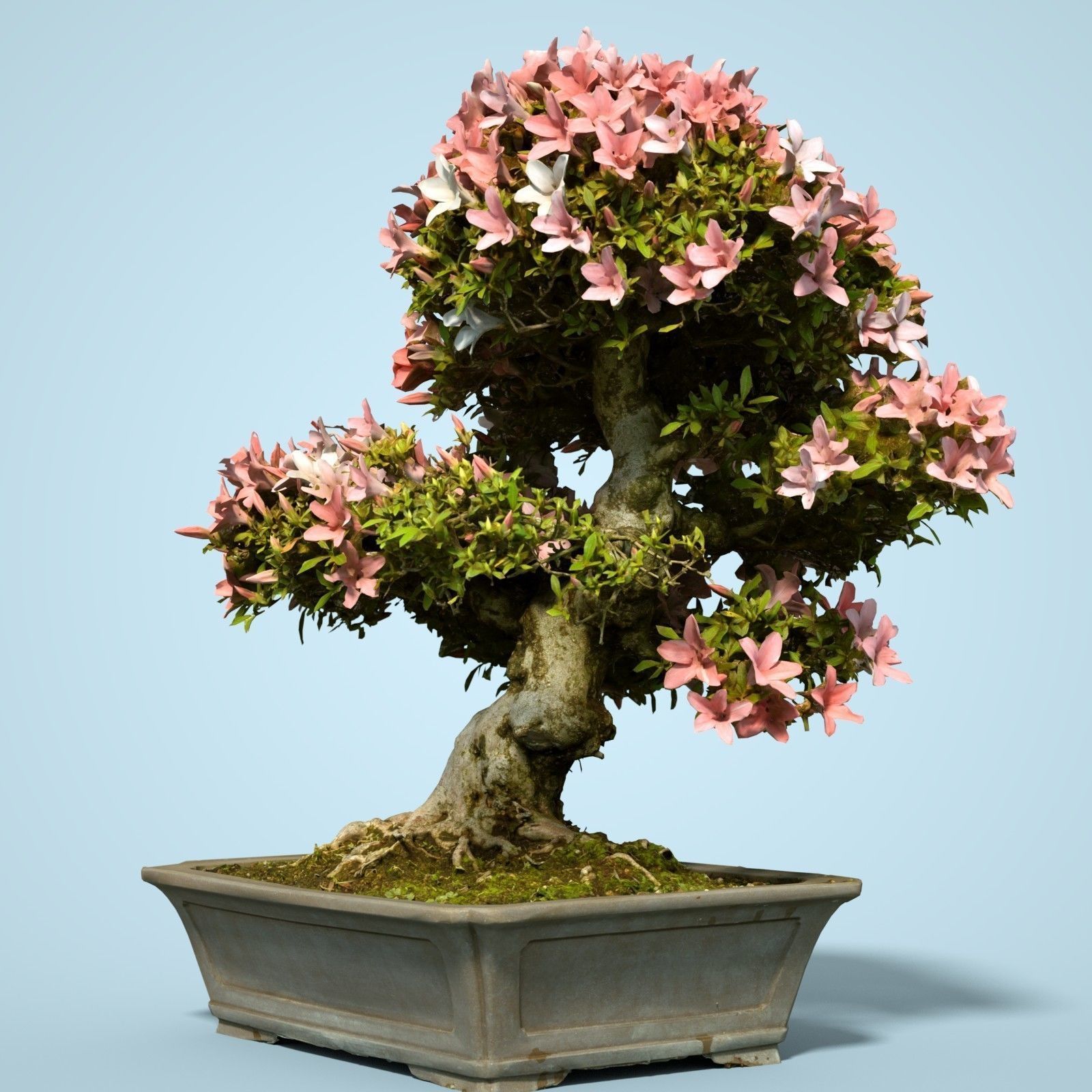Satsuki Bonsai Tree Blossom 12 Low-poly 3D model_3