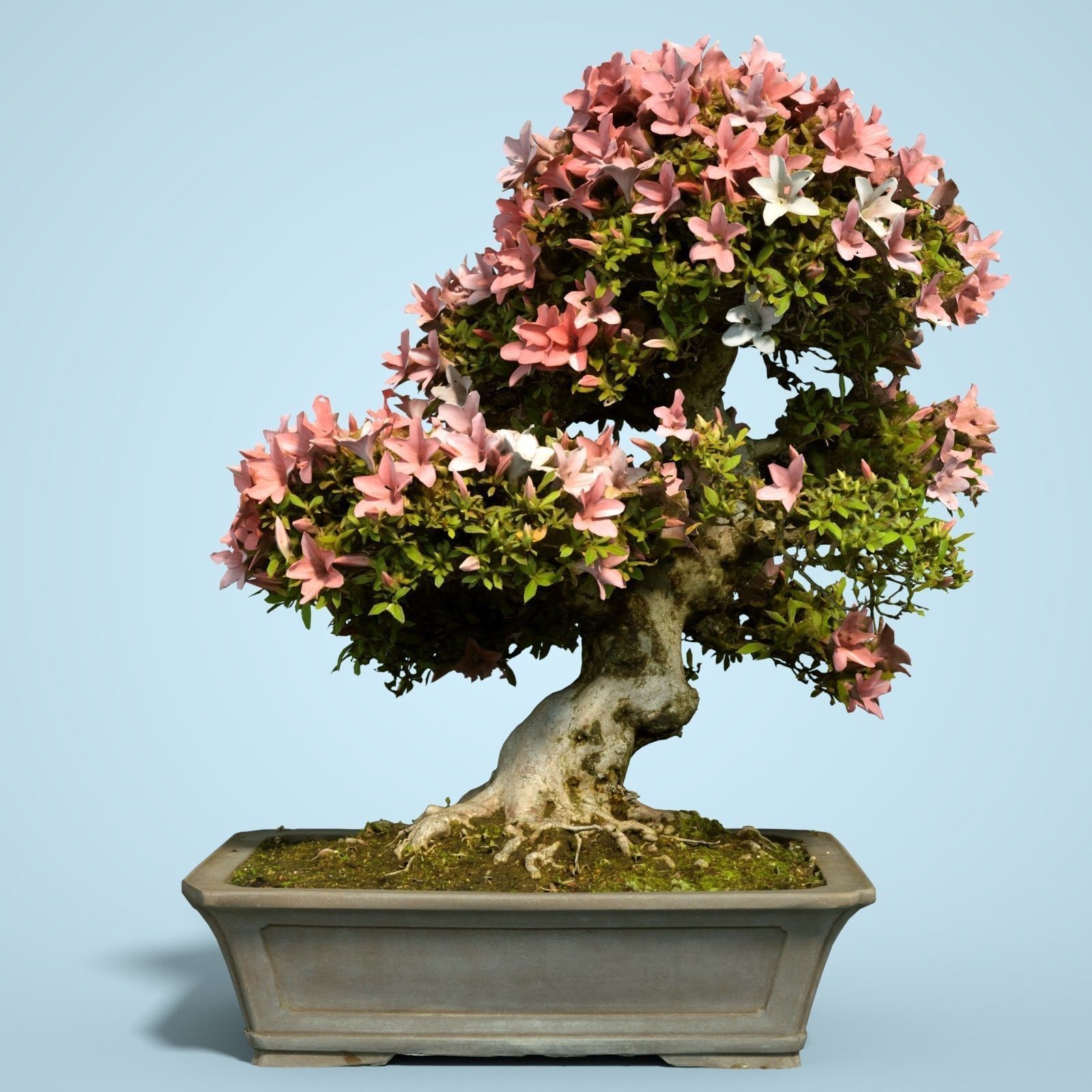 Satsuki Bonsai Tree Blossom 12 Low-poly 3D model_1