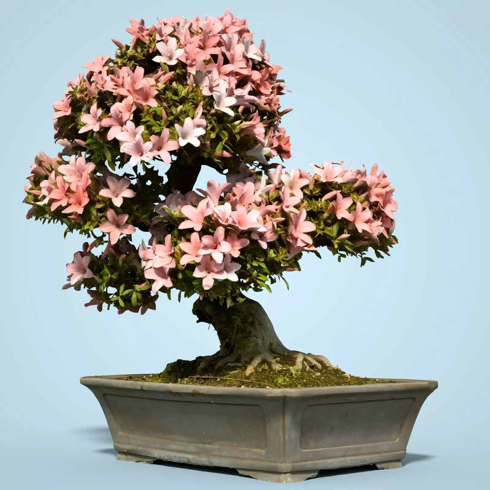 Satsuki Bonsai Tree Blossom 12 Low-poly 3D model_0