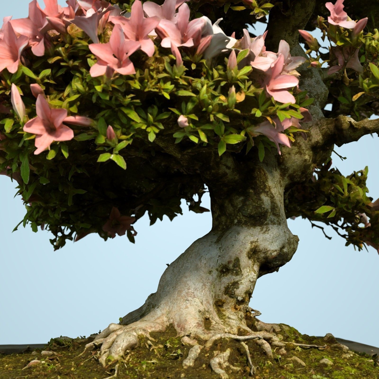 Satsuki Bonsai Tree Blossom 12 Low-poly 3D model_2