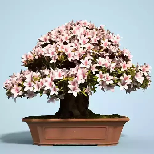 Satsuki Bonsai Tree Blossom 13