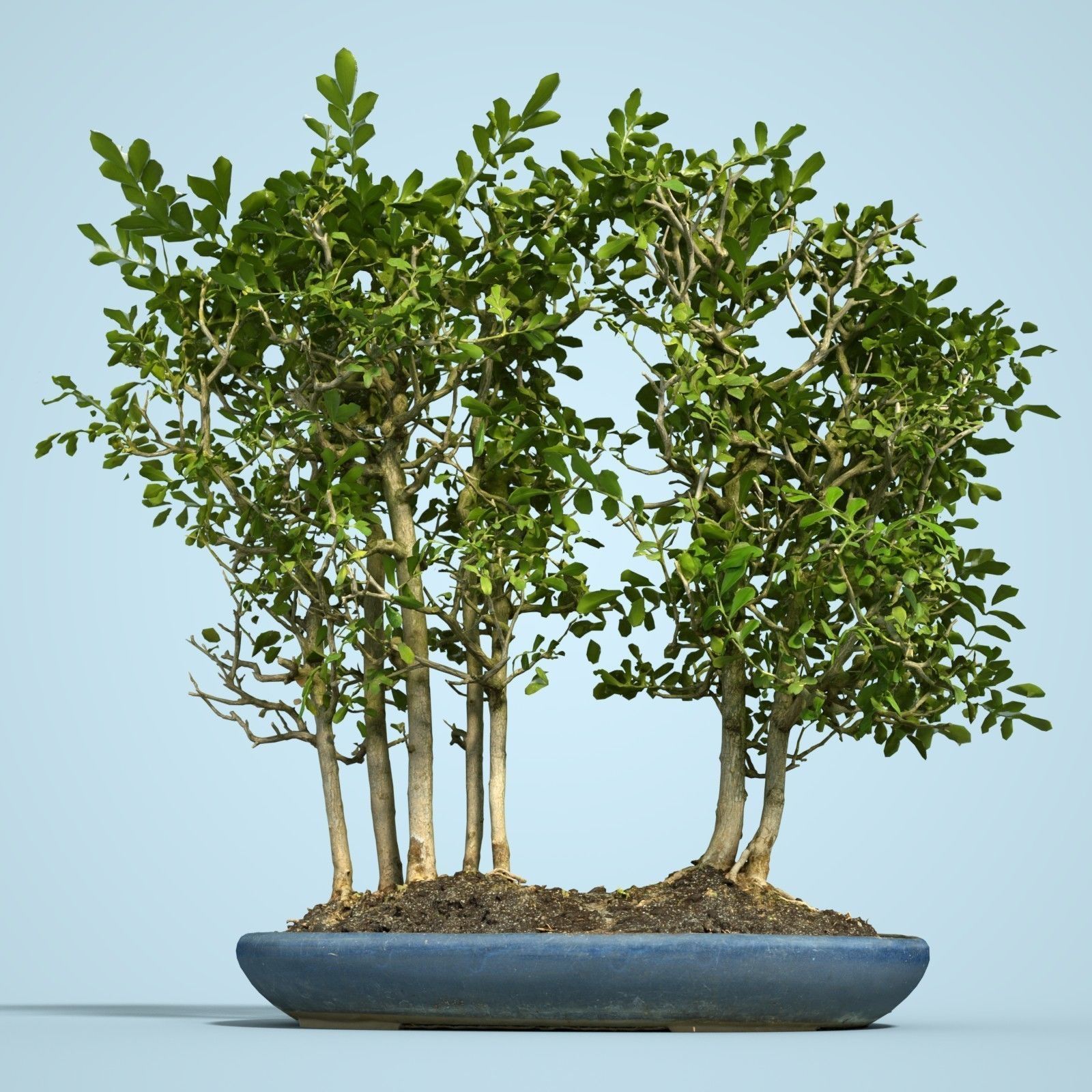 Miniature Bonsai Forest Low-poly 3D model_2