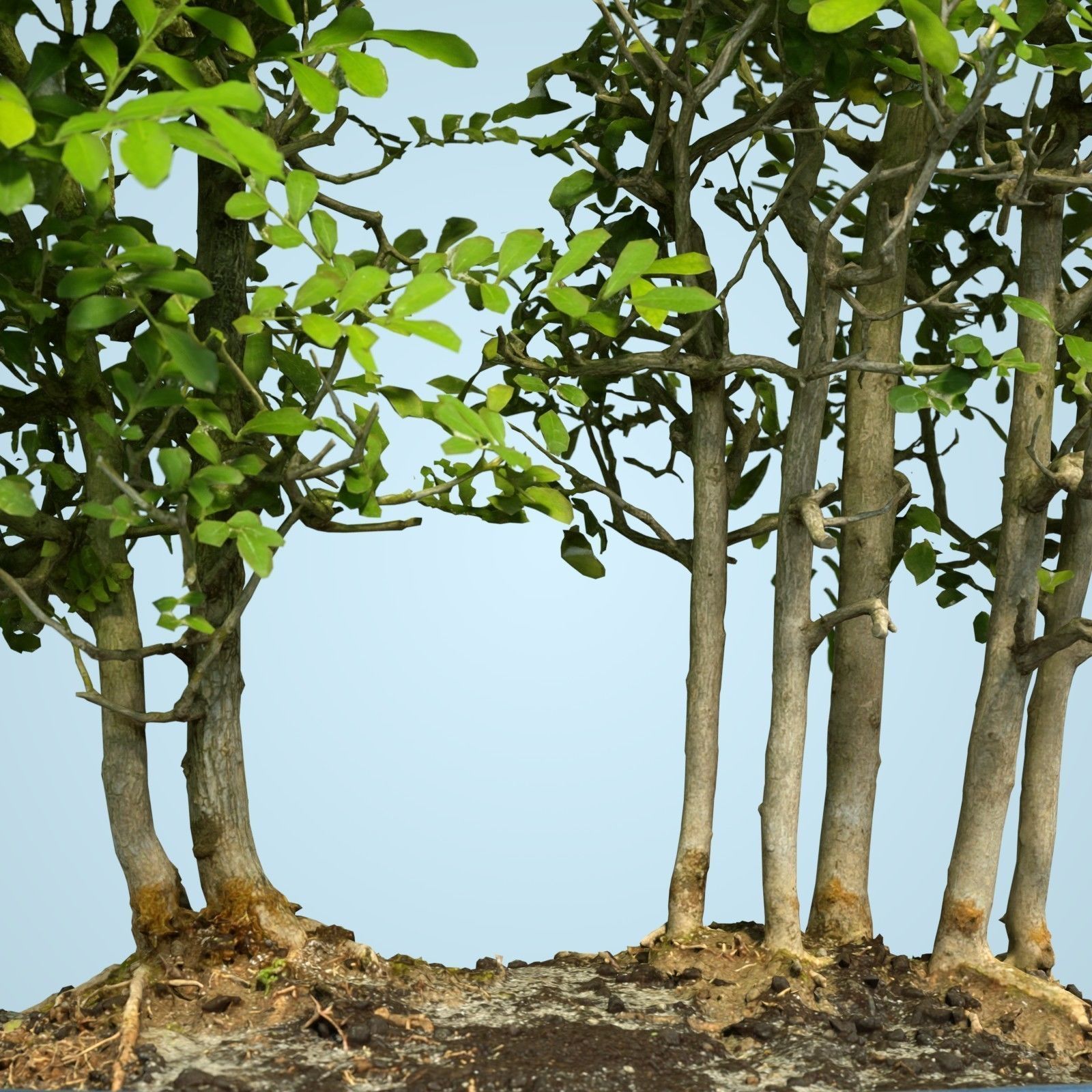 Miniature Bonsai Forest Low-poly 3D model_3