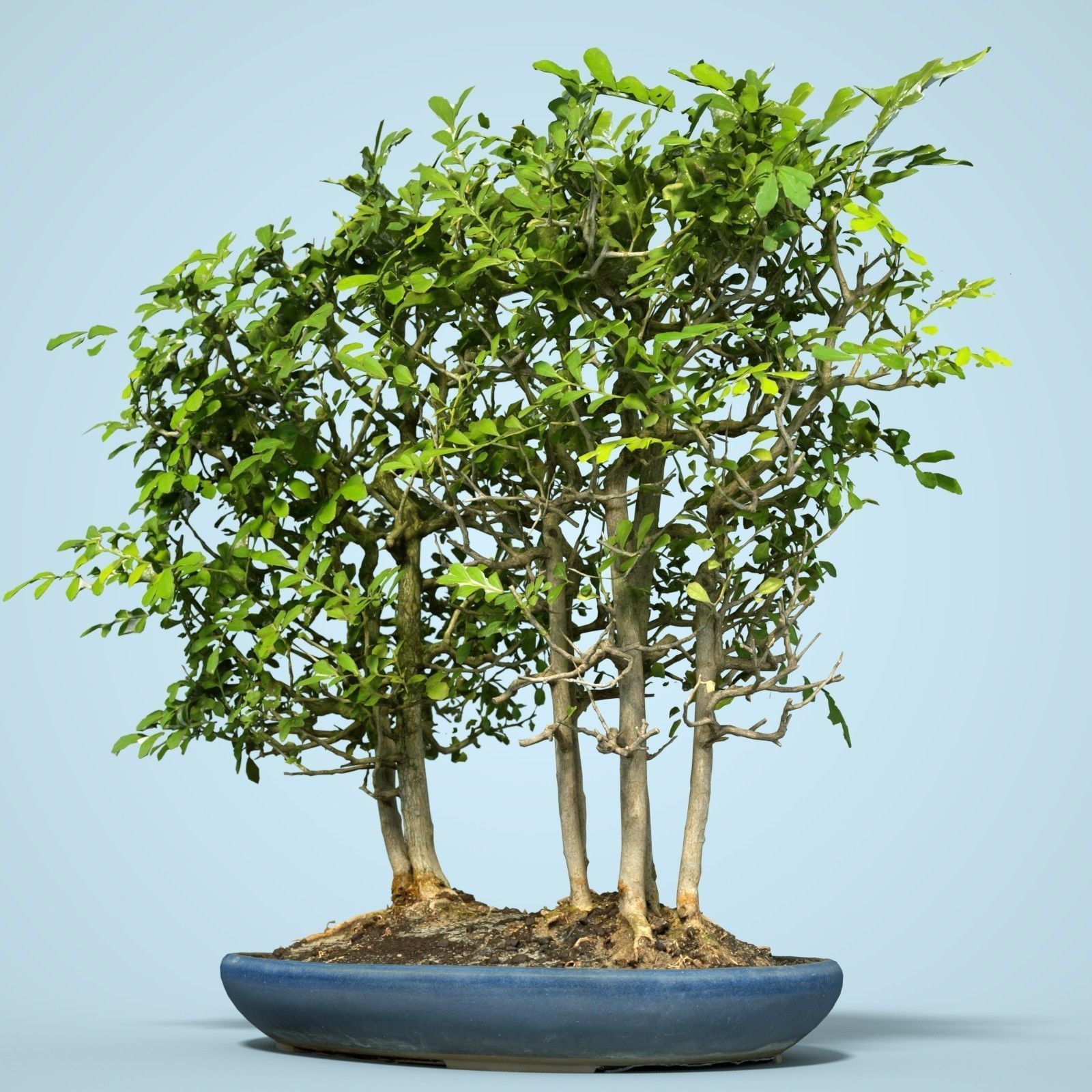 Miniature Bonsai Forest Low-poly 3D model_1
