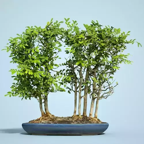 Miniature Bonsai Forest