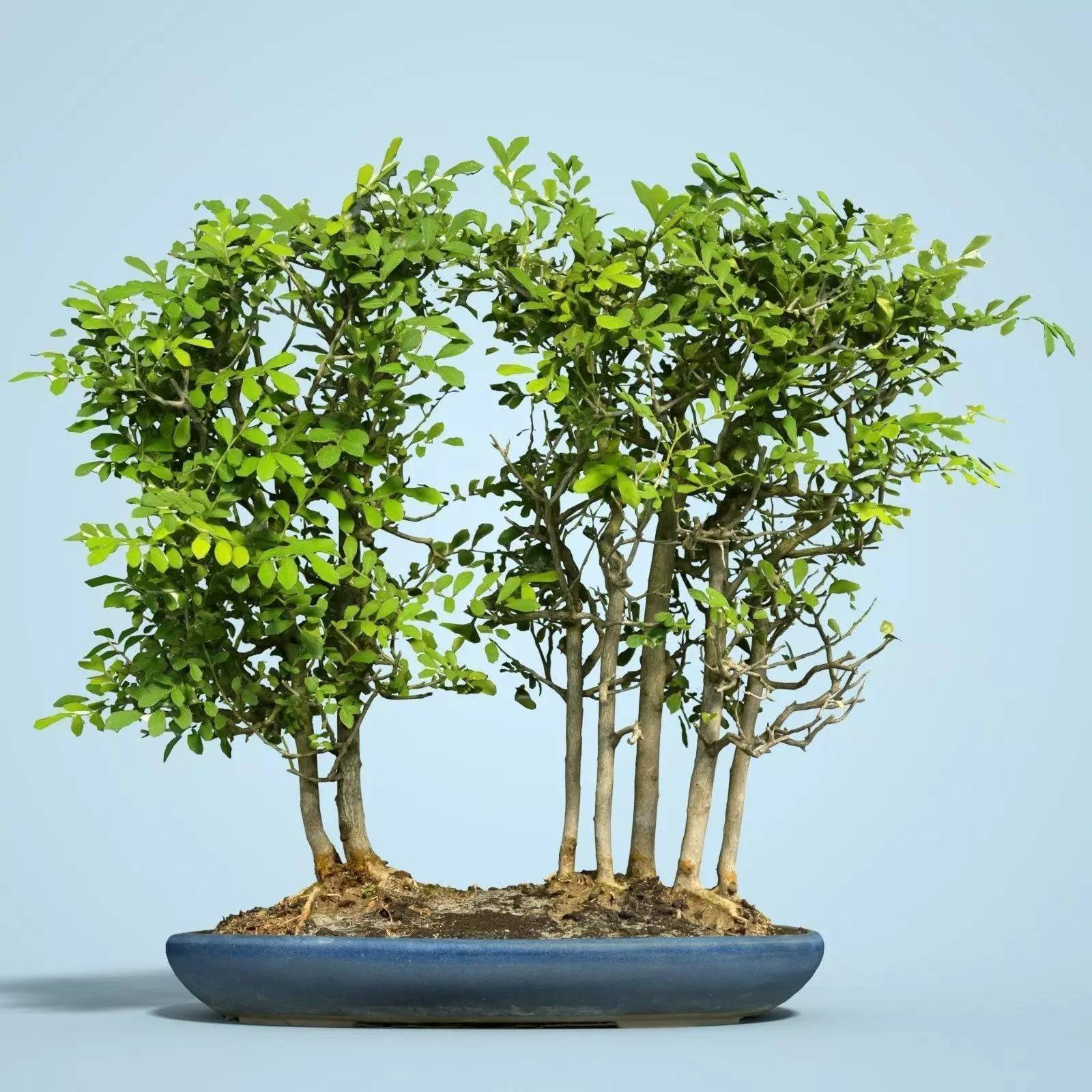 Miniature Bonsai Forest Low-poly 3D model_0