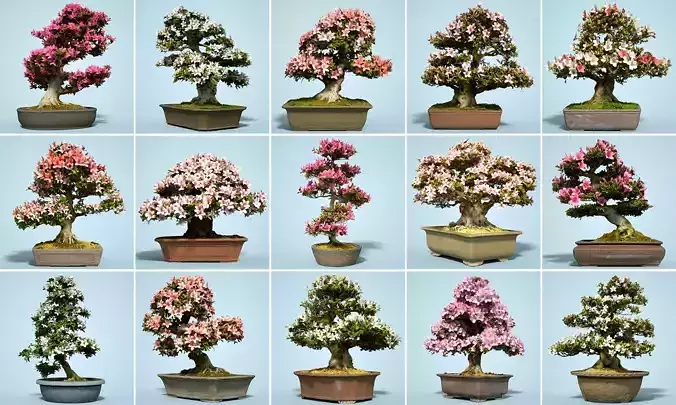 15 Satsuki Bonsai Tree Blossom Collection