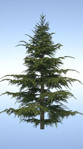 Pine Tree 3D model