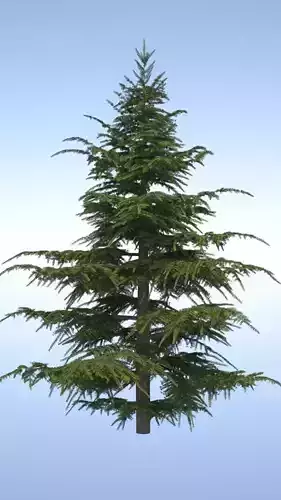 Pine Tree 3D model