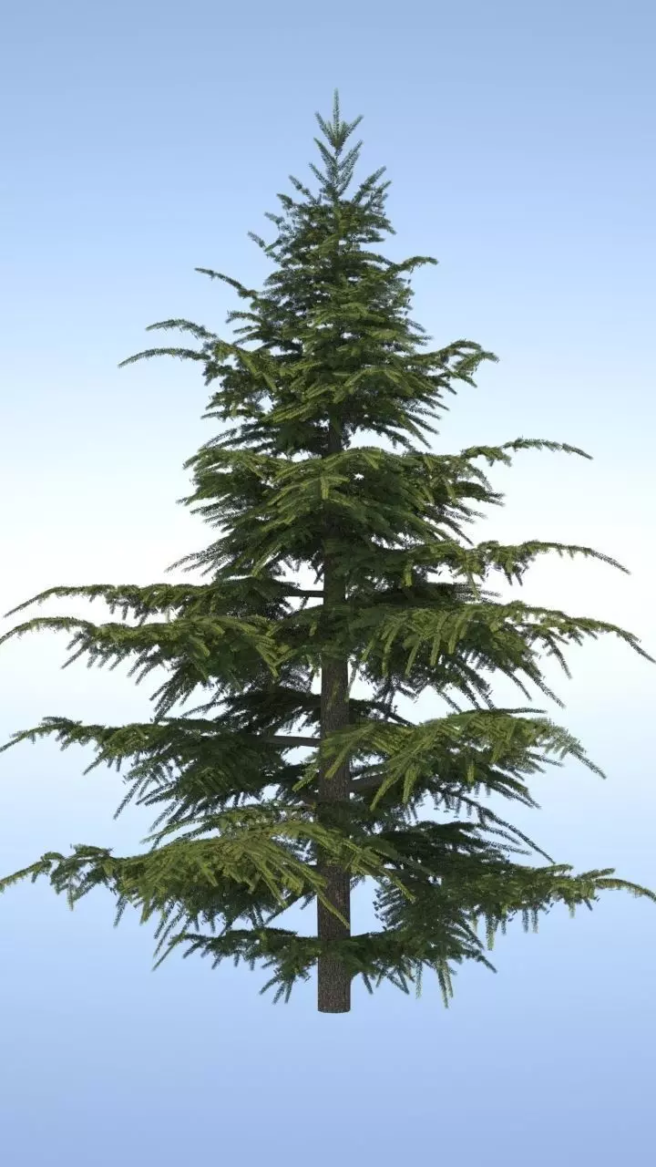 Pine Tree 3D model_0