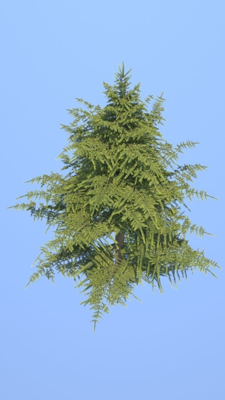 Pine Tree 3D model_1