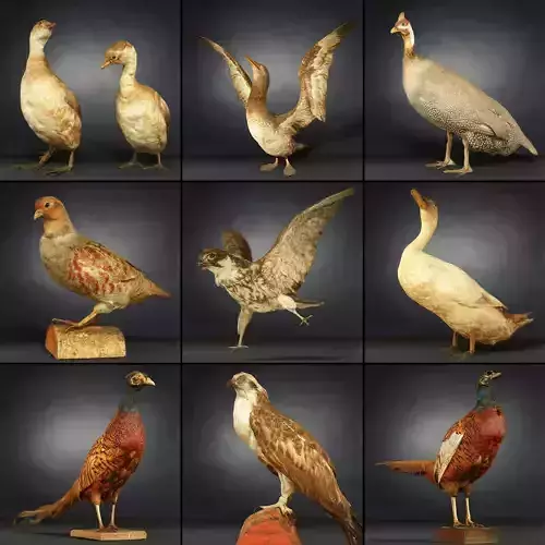 9 Birds Collection V1