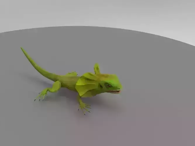 lizard frilled dragon