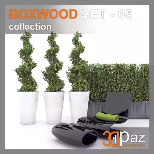 Boxwood - Set-5 set