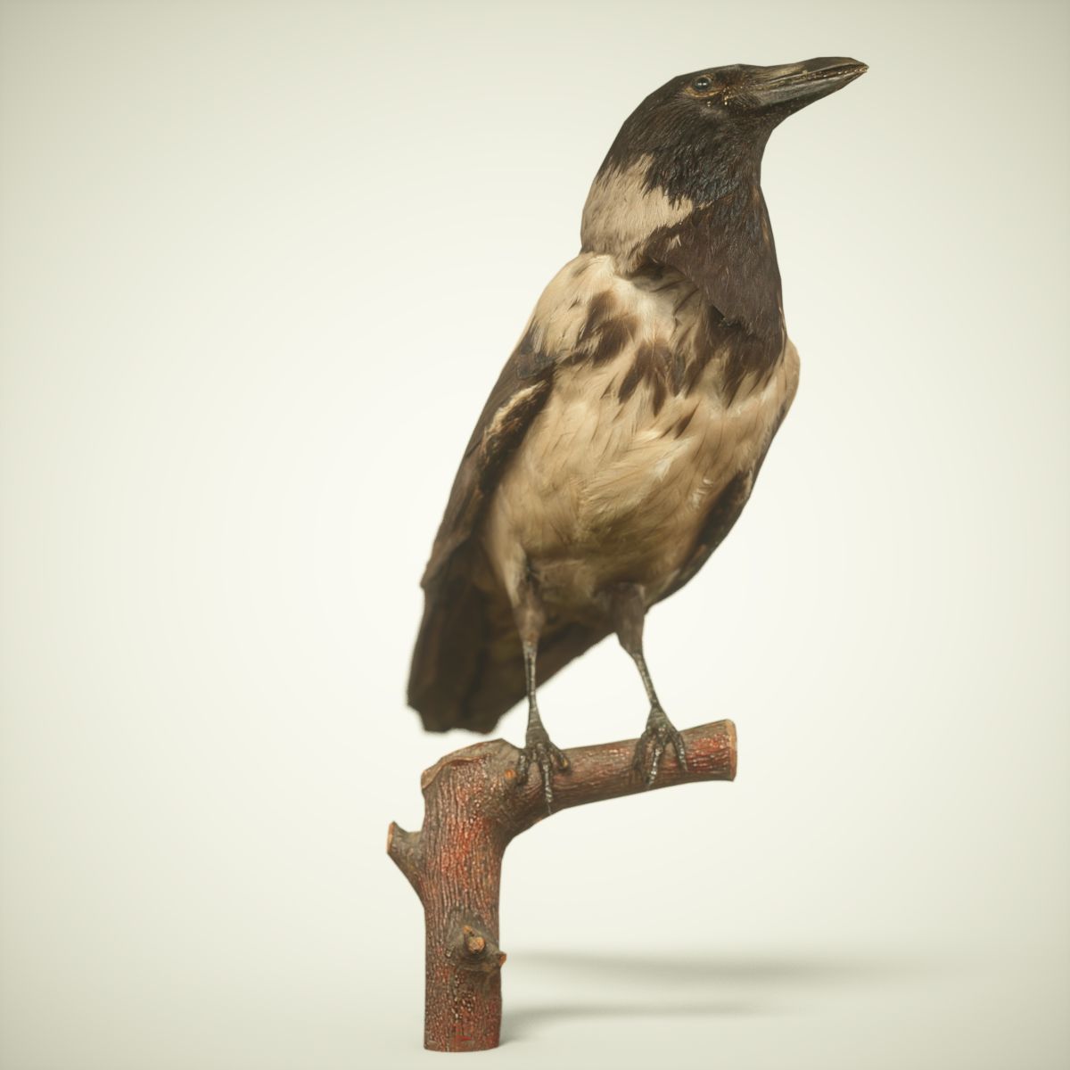 9 Birds Collection V2 Low-poly 3D model_12