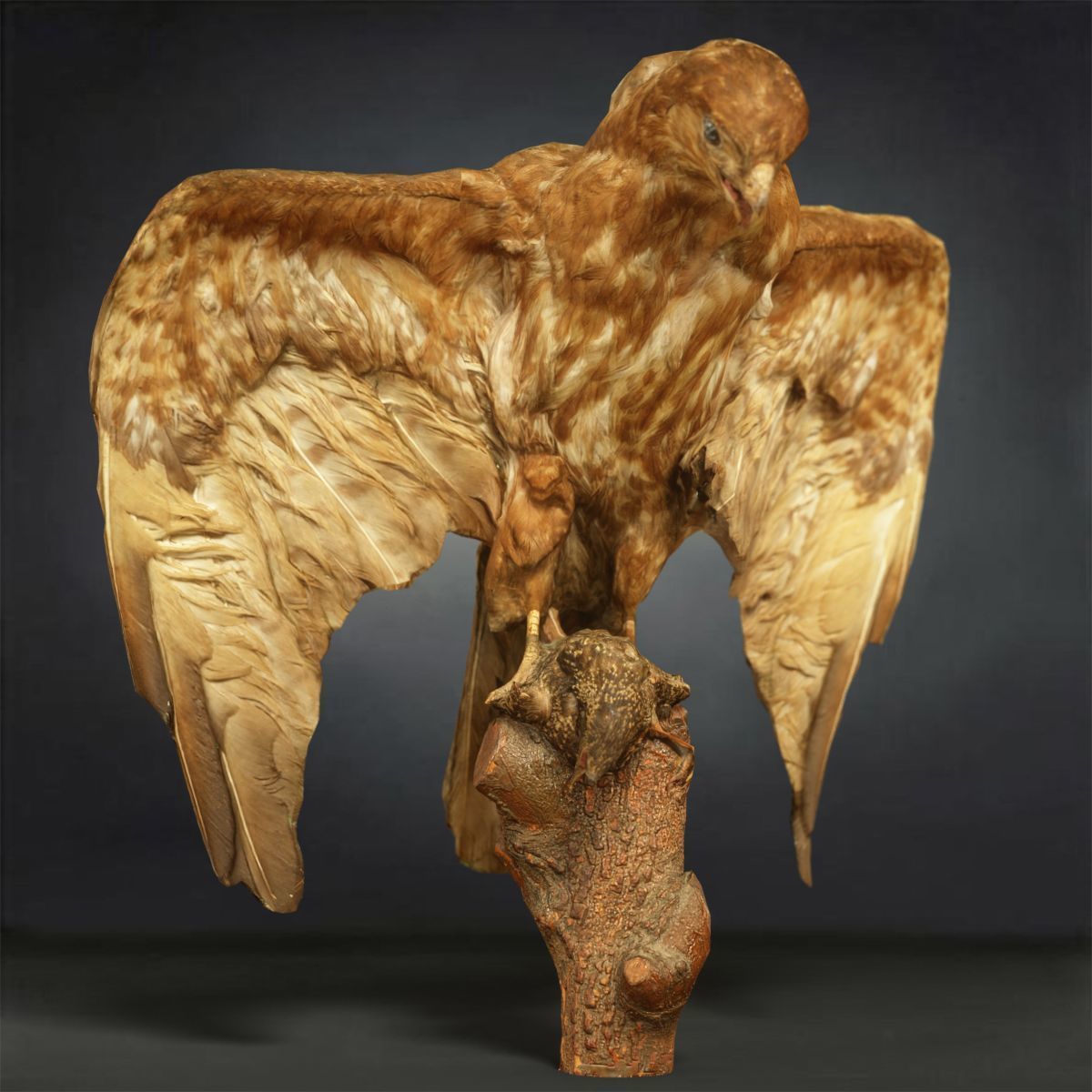 9 Birds Collection V2 Low-poly 3D model_4