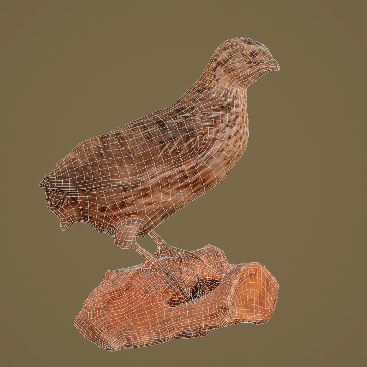9 Birds Collection V2 Low-poly 3D model_56