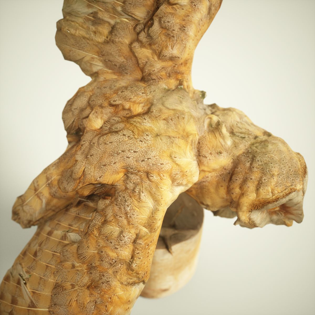 9 Birds Collection V2 Low-poly 3D model_39