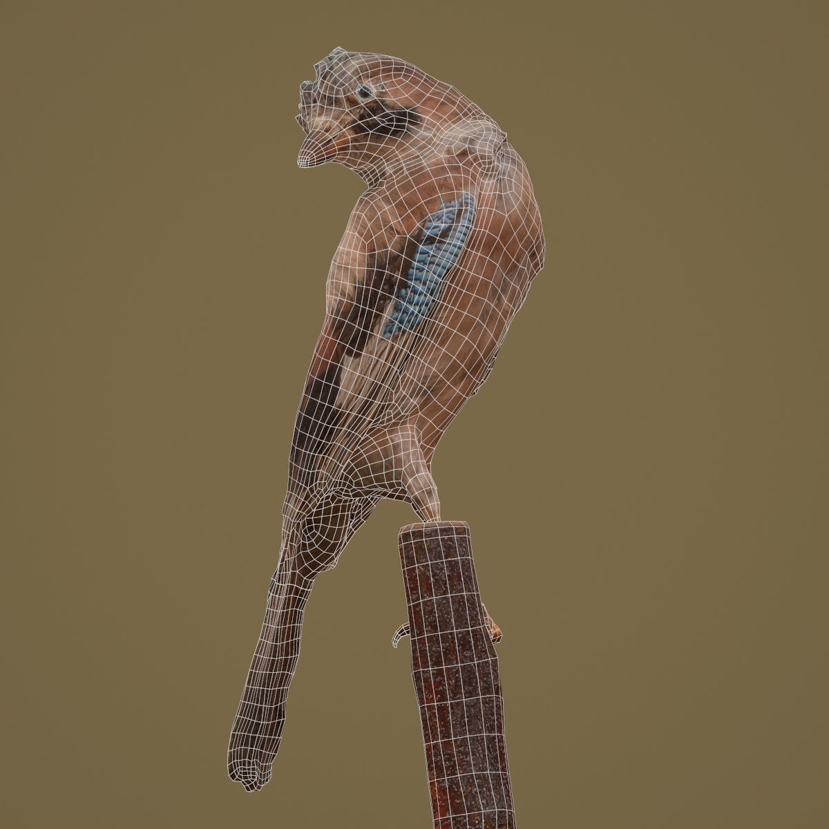 9 Birds Collection V2 Low-poly 3D model_47