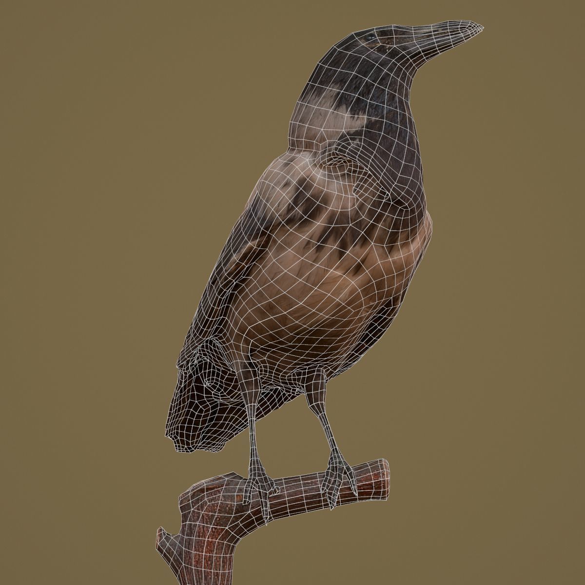 9 Birds Collection V2 Low-poly 3D model_58