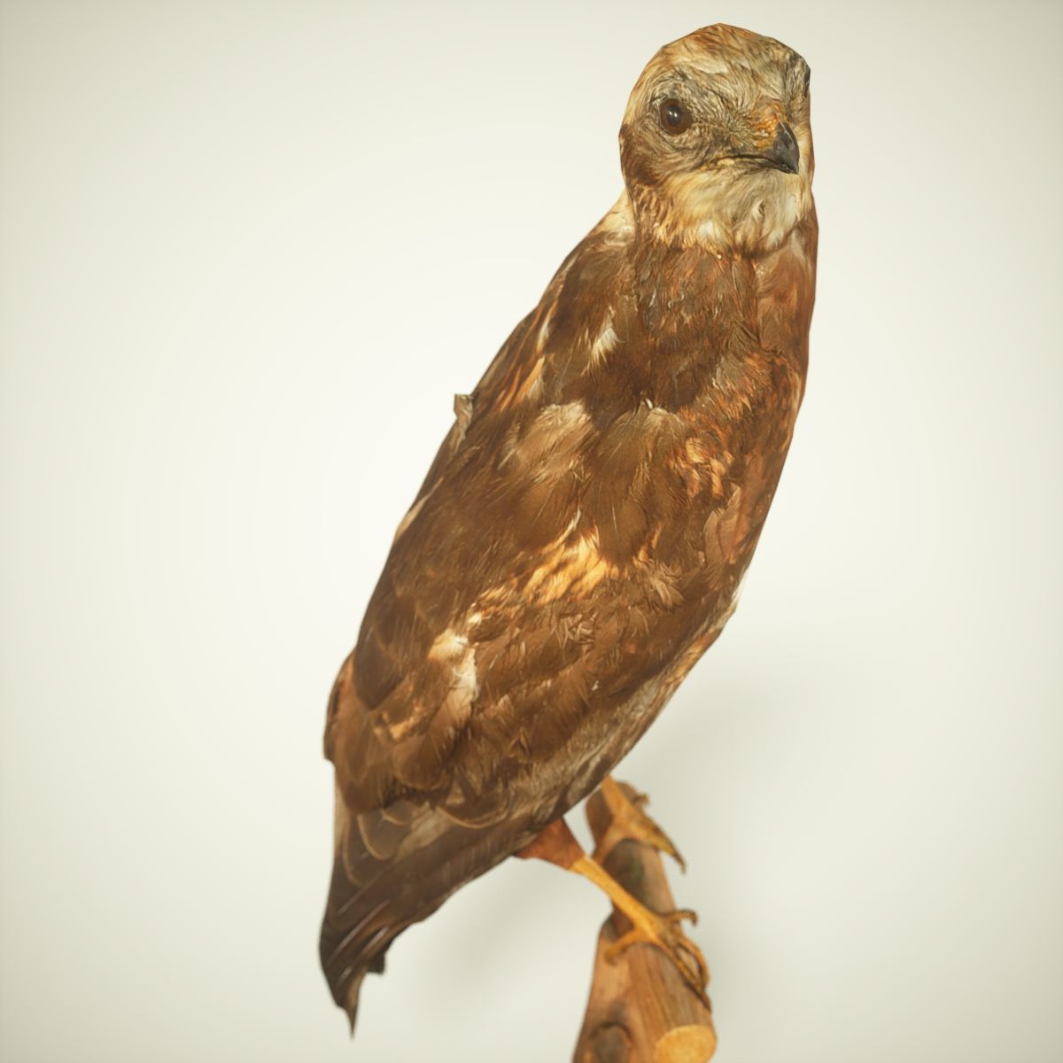 9 Birds Collection V2 Low-poly 3D model_30