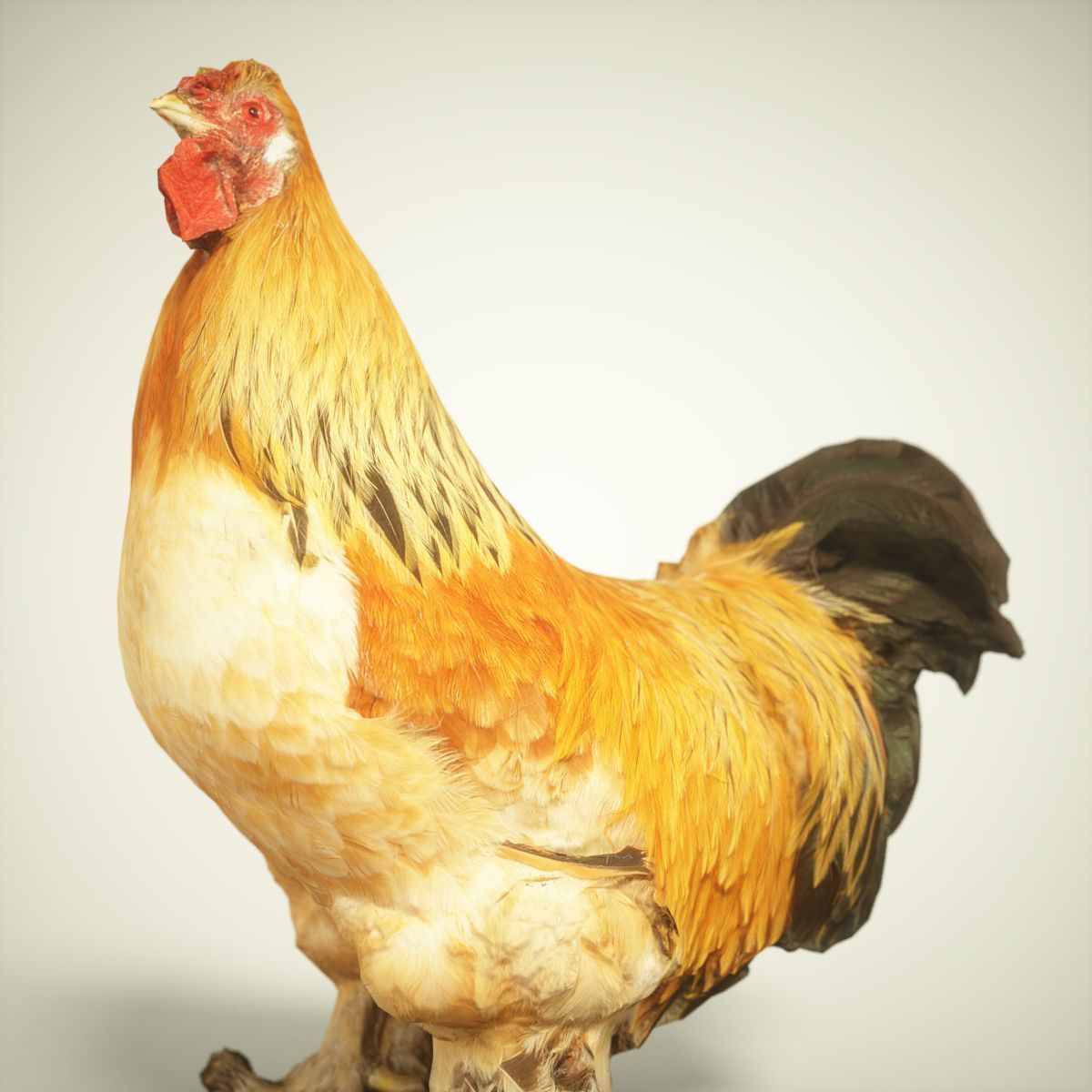 9 Birds Collection V2 Low-poly 3D model_37