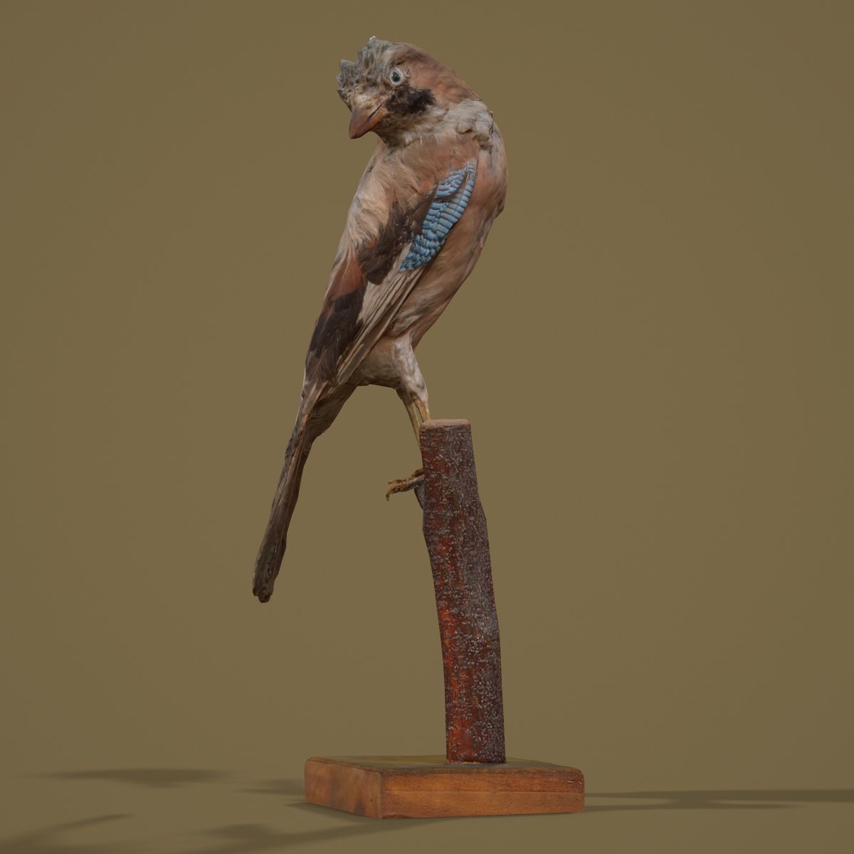 9 Birds Collection V2 Low-poly 3D model_46