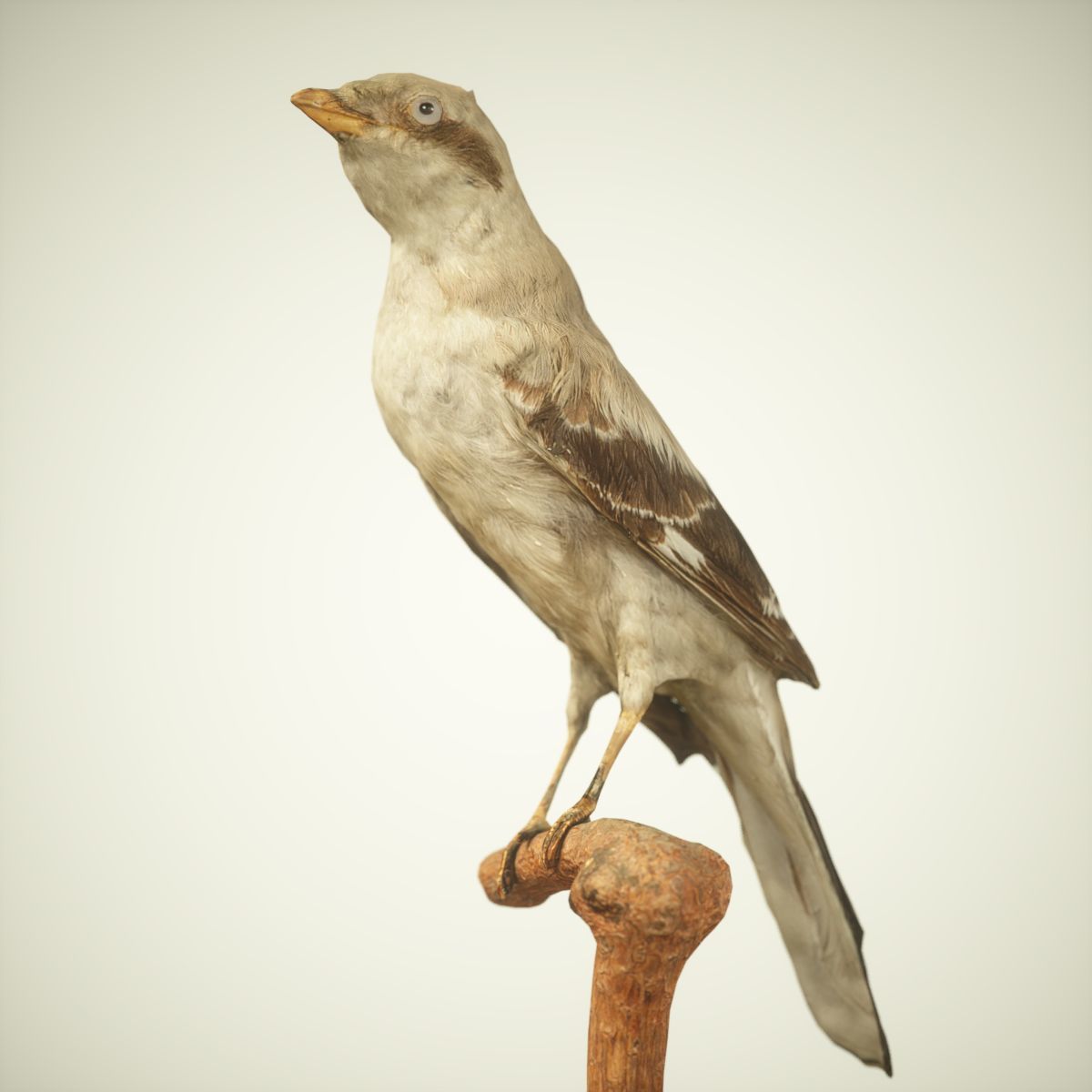 9 Birds Collection V2 Low-poly 3D model_15