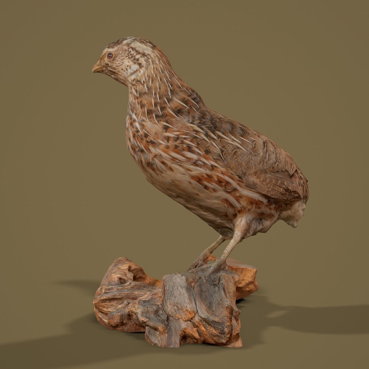 9 Birds Collection V2 Low-poly 3D model_60