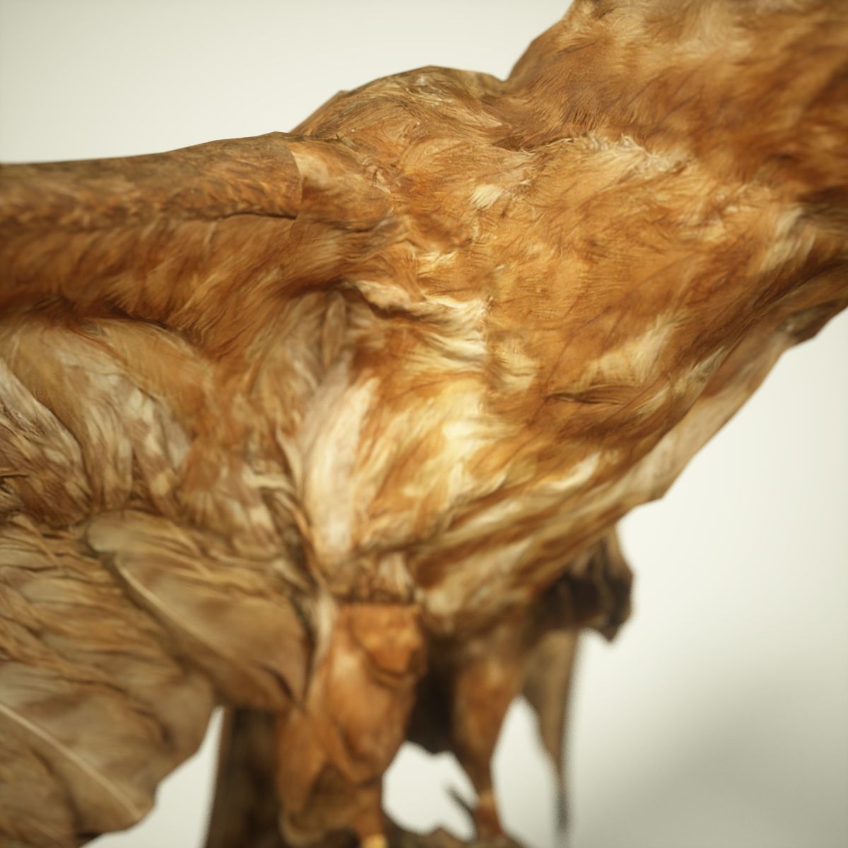 9 Birds Collection V2 Low-poly 3D model_31