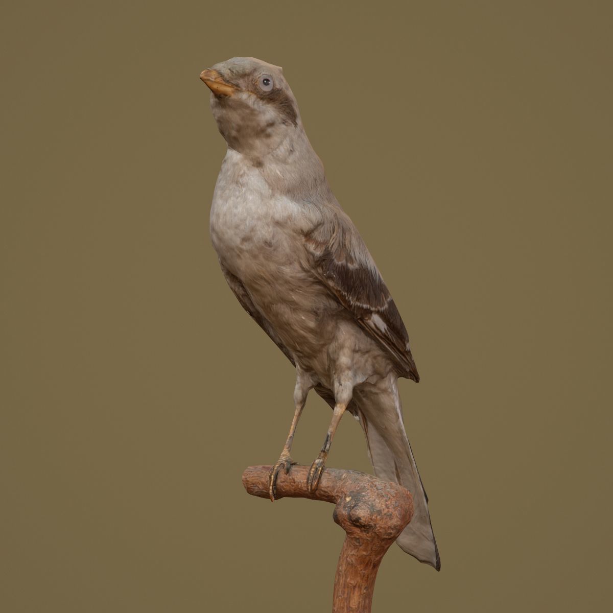 9 Birds Collection V2 Low-poly 3D model_55