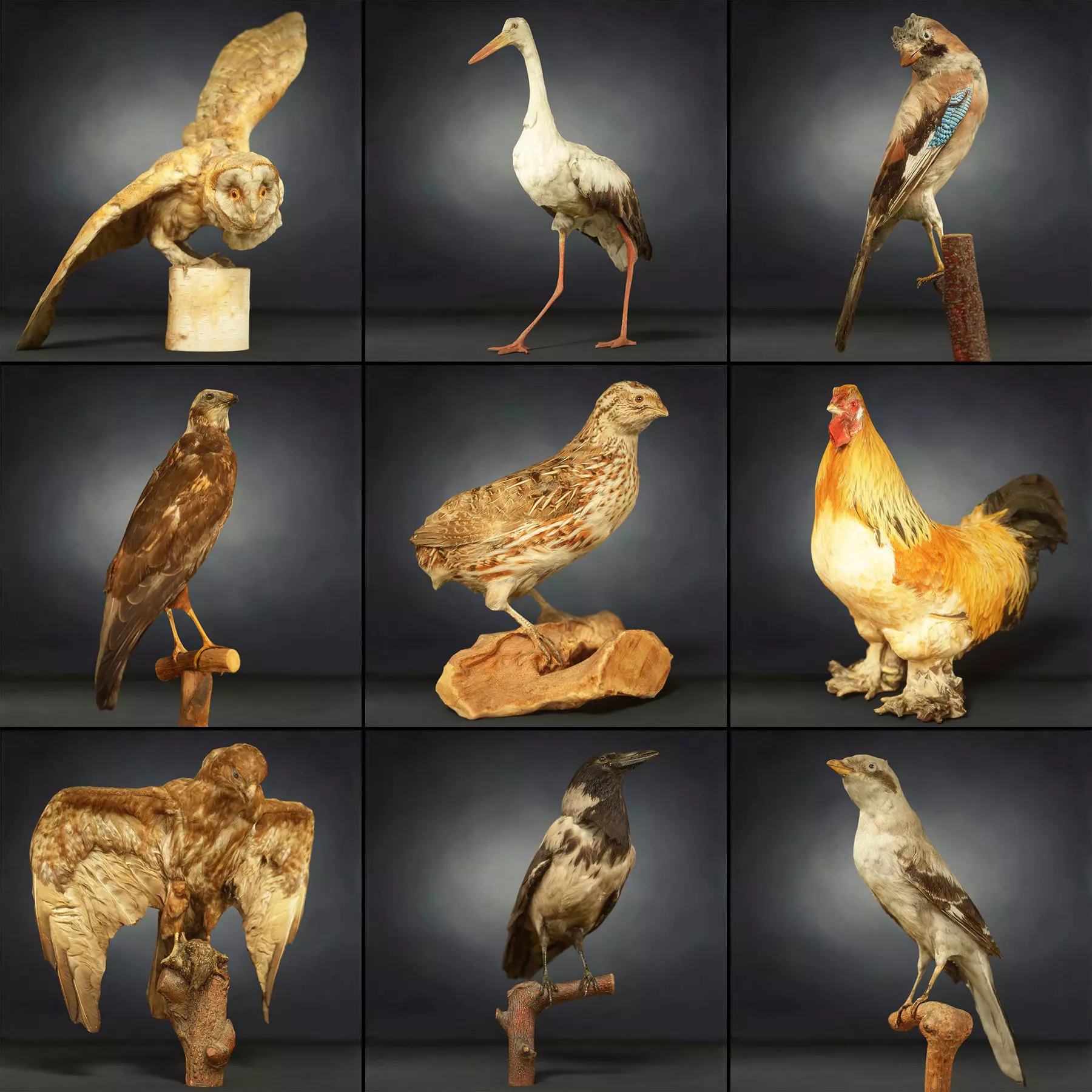 9 Birds Collection V2 Low-poly 3D model_0