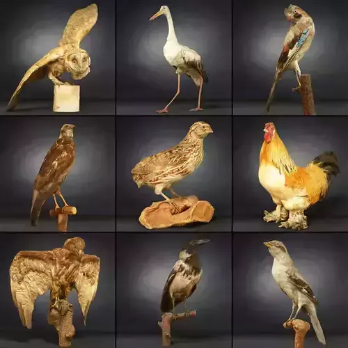 9 Birds Collection V2 Low-poly 3D model