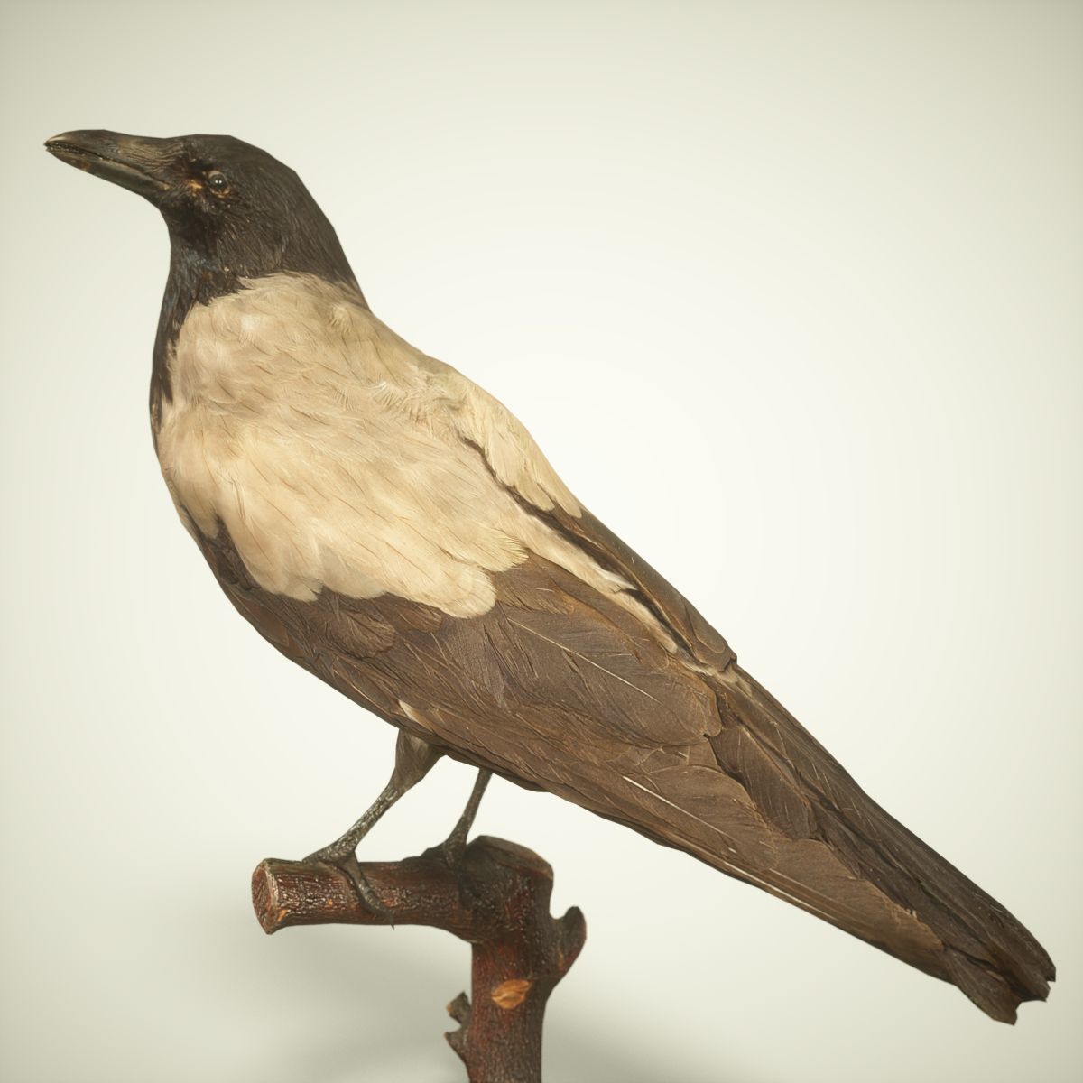 9 Birds Collection V2 Low-poly 3D model_24