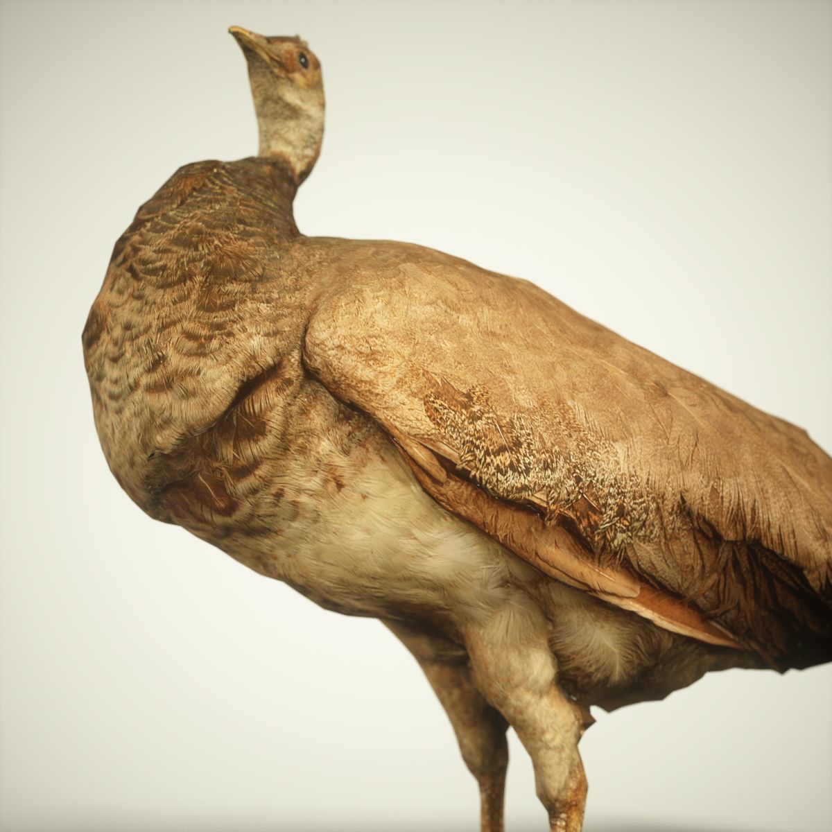 9 Birds Collection V3 Low-poly 3D model_38